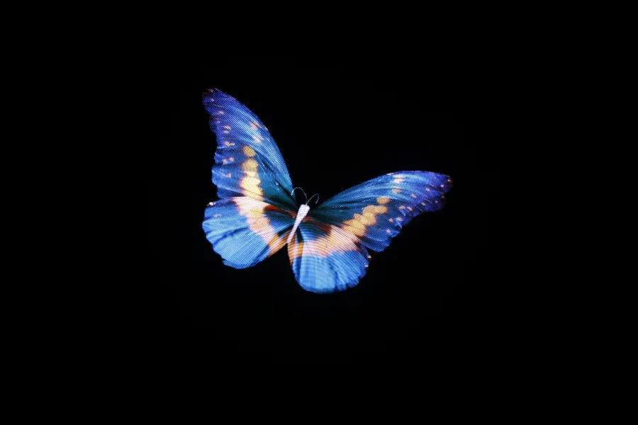 A spinning hologram showing a butterfly